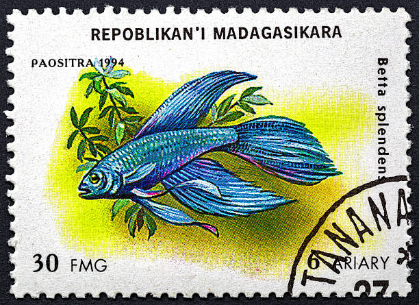 istock MADAGASCAR - CIRCA 1994: A Madagascar postage stamp shows fish betta splendens.Tropical aquarium Fish serie.Philately.World stamp collection. 2251453764