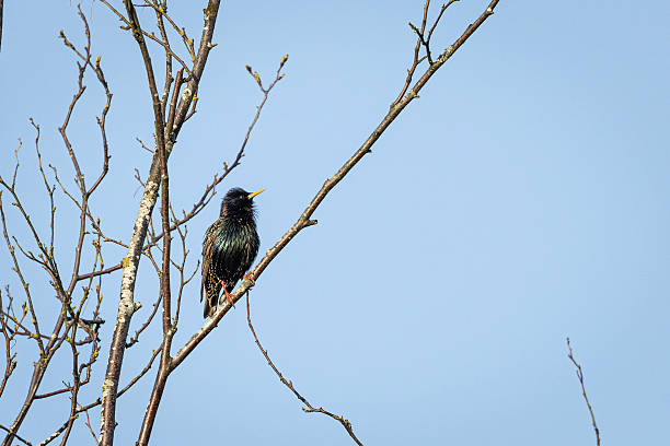 A European starling with iridescent plumage sits on a bare branch in Boundary Bay Regional Park, Delta, British Columbia. The scene captures a quiet moment of wildlife in a spring-like setting, with a bright blue sky and leafless twigs creating a natural frame for the bird.