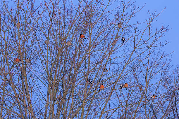 istock A flock of beautiful red bullfinches sits in a tree. 2251456278