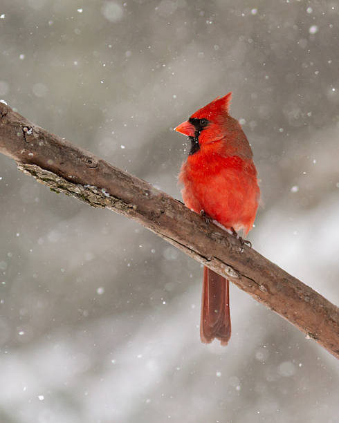 istock Male northern cardinal 2251456467
