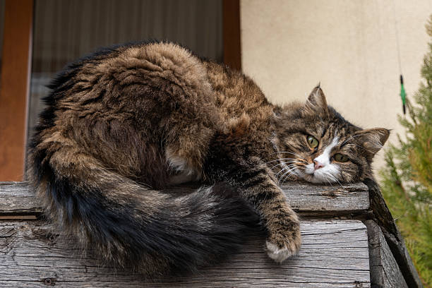 Fluffy Long-Haired Tabby Cat Relaxing on a Wooden Ledge