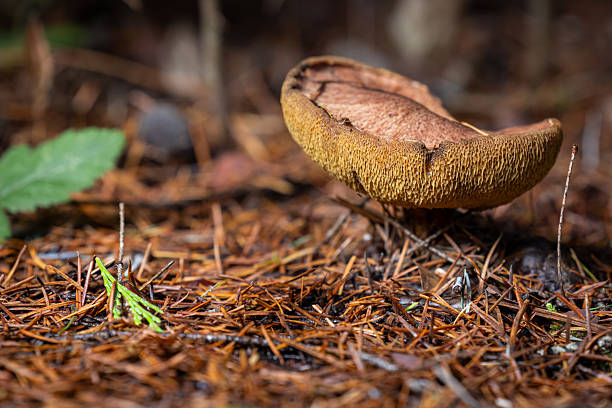A low-angle macro view of a brown and tan mushroom, identified by its spongy, porous underside (a bolete), resting on a thick bed of reddish pine needles.
