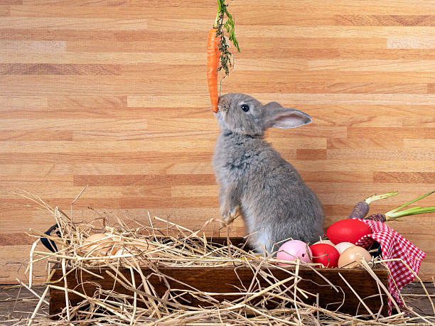 istock One gray rabbit standing tall in a straw nest while reaching for a hanging carrot, surrounded by colorful eggs and rustic props, creating a playful and festive scene perfect for seasonal themes 2251465892