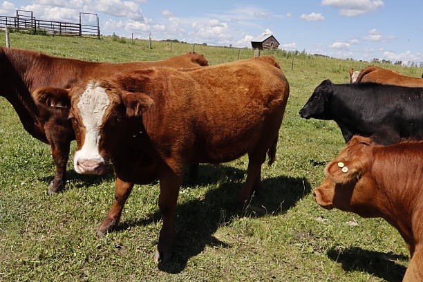 Three Hereford Cows grazing,  two one one side and one on the other, with four calves sitting in a row on the grass between them, at Cornwall Park Farm,  a public park with farm animals and One Tree Hill in Auckland.  Calving season is at it's busiest in July and August there.