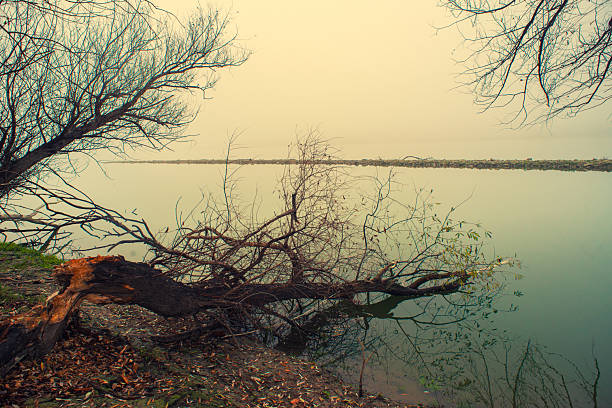 Dark spooky winter landscape showing bare forest trees on the riverbank.