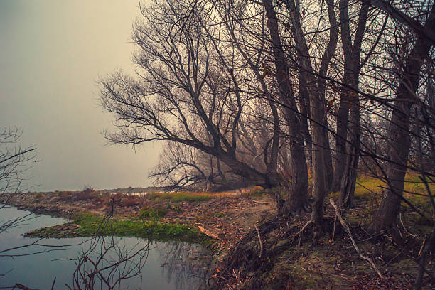 Dark spooky winter landscape showing bare forest trees on the riverbank.