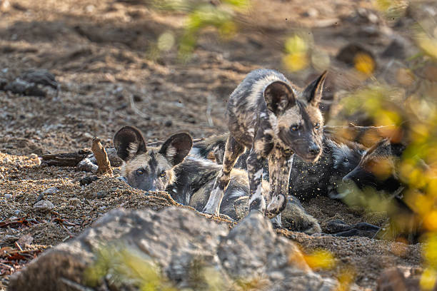 istock sub adul african wild dogs crouching behind a bush 2251467392