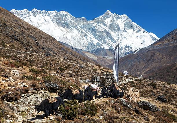 istock mount Lhotse peak yaks Nepal Himalaya mountain 2251467622