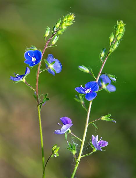 istock Veronica officinalis common gypsyweed common speedwell 2251467664