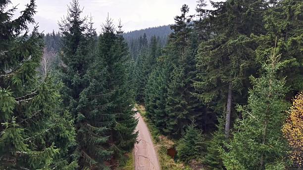 istock Serene Woodland Path With Sunlight, Solitary Trail Amid High Pine Trees And Sunlight Filtering Through 2251468971