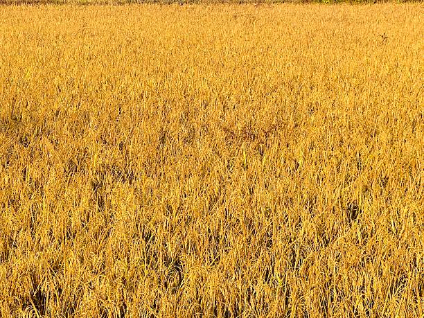 Rice field image in a village of India at morning sun light