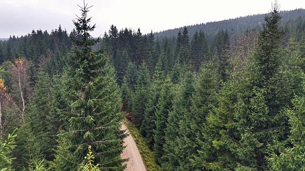 istock Treecovered Route Under Cloudy Sky, Mapping Team Explores Lush Canopy Along Winding Forest Corridor 2251469566