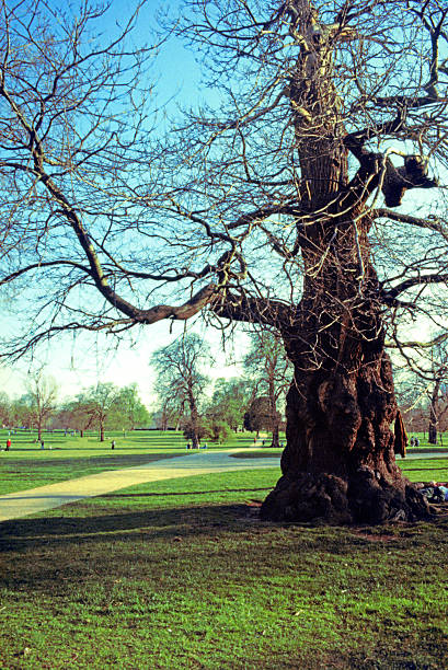 A glimpse of Hyde Park in late March