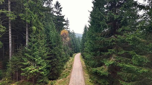 istock Aerial Perspective Capturing Rugged Dirt Road Cutting Across Thick Pine Forest With Lone Colorful Tree 2251471207