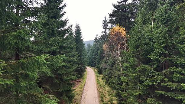 istock Aerial Perspective Capturing Rugged Dirt Road Cutting Across Thick Pine Forest With Lone 2251471643