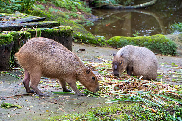 istock Capybaras Foraging: Two Capybaras Eating Vegetation Near a Pond. 2251472809