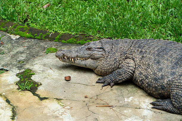 istock Crocodile Resting on Concrete Slab Near Lush Greenery 2251472887