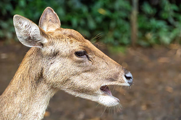 2 small deer one deer in profile, the other is out of focus