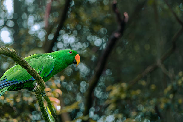 istock Eclectus Parrot Perched on Branch in Lush Tropical Forest 2251473217