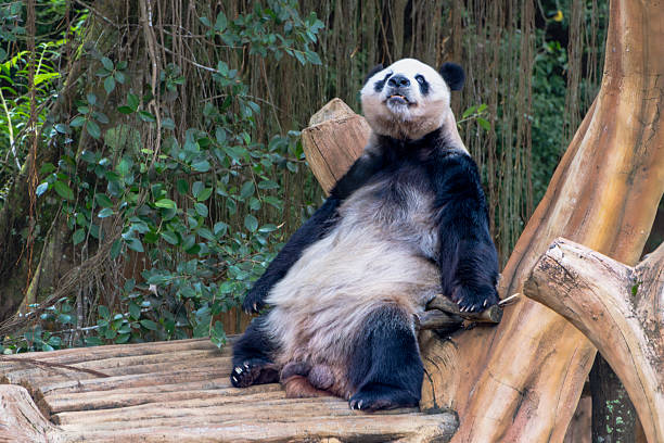 Giant Panda Resting on Wooden Structure, Looking Upward. Soft, natural lighting creates a tranquil scene. Lush green foliage forms a blurred backdrop, with warm wood tones and a neutral palette.