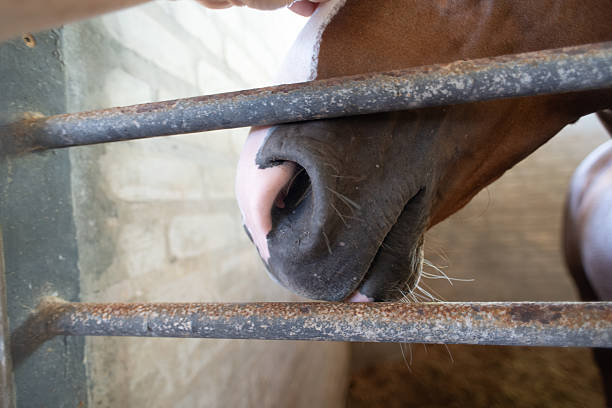istock Detail of a Brown Horse Muzzle in its Stall 2251475454