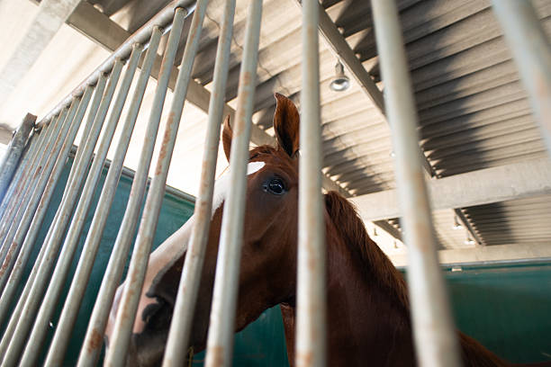 istock Strong Horse in Stall with White Marking on Face 2251475461