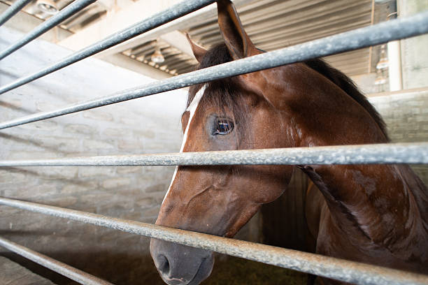 istock Chestnut Horse with White Stripe Behind Bars 2251475470