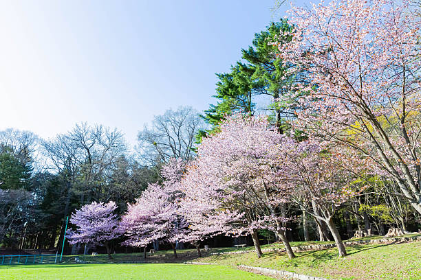 istock Cherry blossoms in Japan 2251476072
