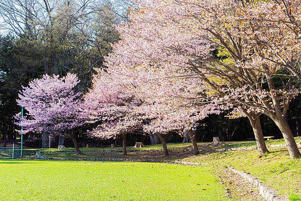 istock Cherry blossoms in Japan 2251476101