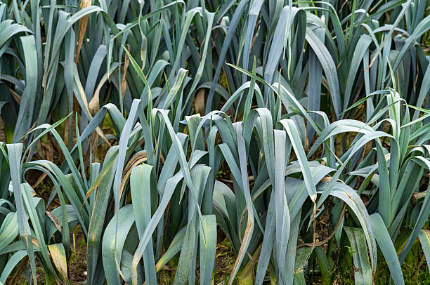 Fresh leeks growing in a field in borken, north-rhine-westphalia, germany