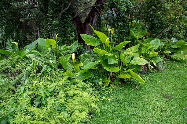 The bold structure of the Calla Lily leaves next to the delicate ferns at Booderee Botanic Gardens in Jervis Bay, NSW, Australia. (Photo by Tara Chand Malhotra)