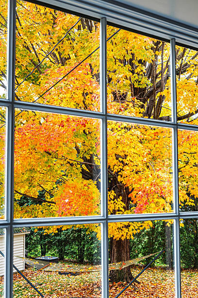 istock Bright Autumn Sugar Maple Leaf Colors 2251479818