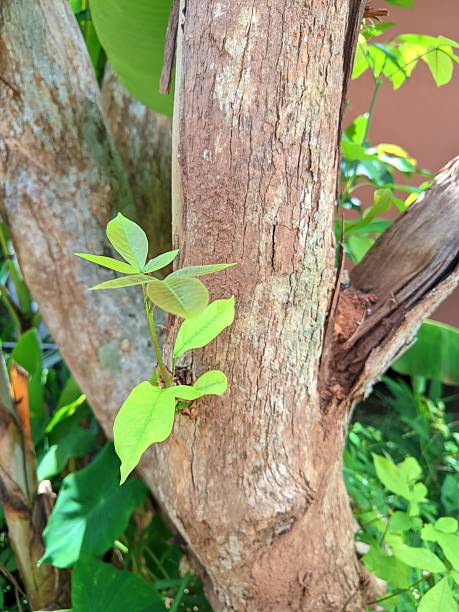 istock small sprout on old tree, symbolizing new life, Agarwood tree in the nature 2251481058