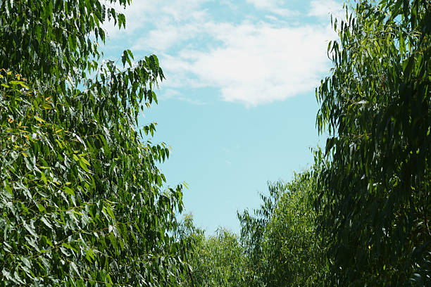 Eucalyptus leaves. branch eucalyptus tree nature background