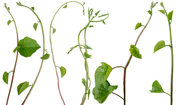istock Set of Vine plant isolated on white background. Clipping path 2251483020