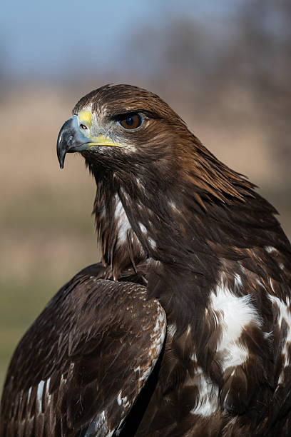 istock A large portrait of a golden eagle 2251487407