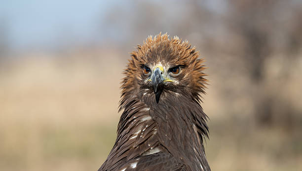 istock A large portrait of a golden eagle 2251487416