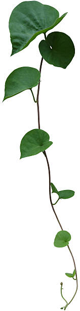 istock vine plant climbing isolated on white background. Clipping path 2251488327