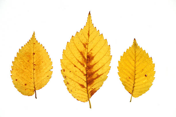 istock autumn yellow leaf isolated on white background 2251488480