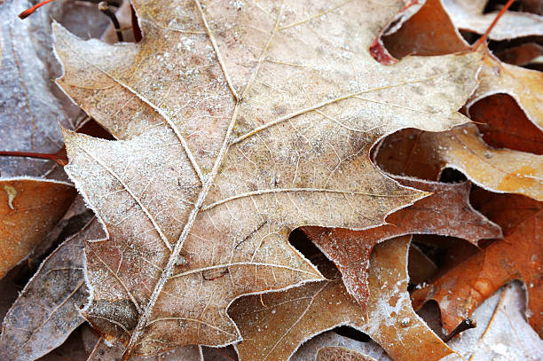 istock frozen leaves in winter morning 2251488554
