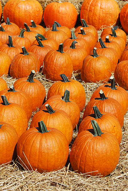 istock pumpkin harvest in autumn season 2251488648