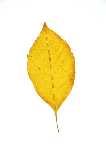 istock autumn yellow leaf isolated on white background 2251489958
