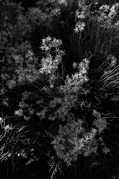 istock Santa Fe Landscape in Black and White 2251490154