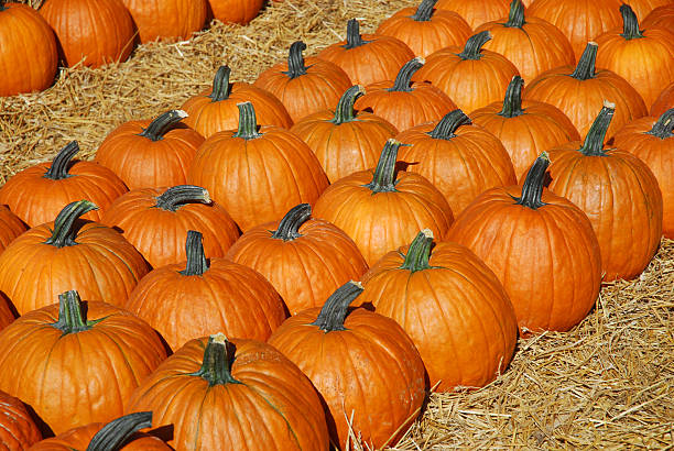 istock pumpkin harvest in autumn season 2251492622
