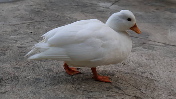 istock A white duck is walking across a concrete surface with its feet orange 2251493165
