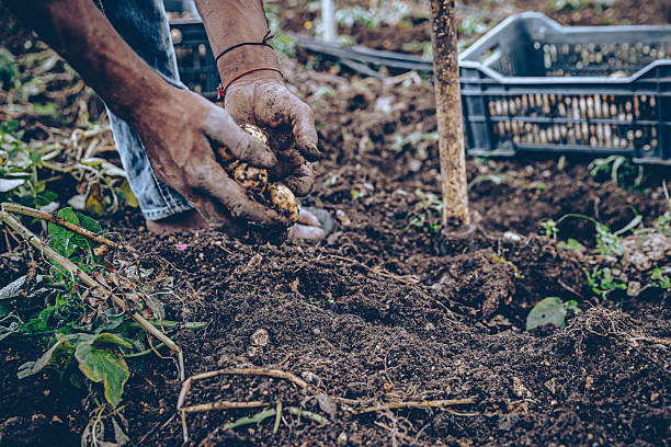 istock Farmer sorts newly dug potatoes 2251494130