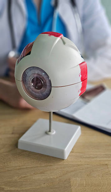 istock Model of an eye with a medical professional present in a clinic setting during a routine examination 2251494199