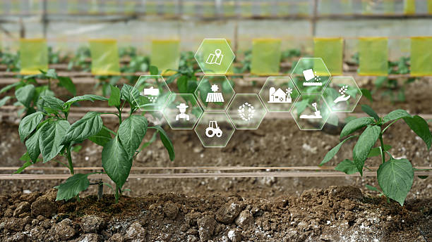 istock Shishito Pepper plant sprouting from soil with interface, agriculture technology concept 2251495364
