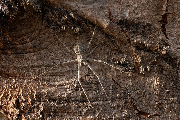 Spider in the sand of a public park in the city. The photo was taken in the city of Sorocaba, State of São Paulo in Brazil.