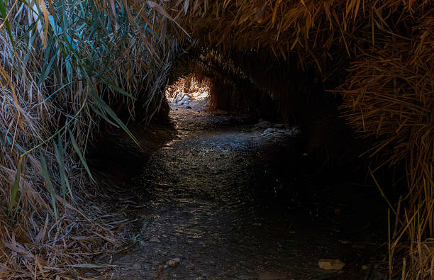 A small stream in the Ein Bokek Reserve in the Dead Sea.